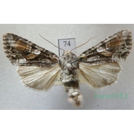 Lacanobia contigua (Denis & Schiffermüller, 1775) Czech74